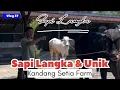 Download Lagu Mistis⁉️ Sapi Langka Baru Mas Hermawan Bikin Merinding