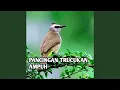 Download Lagu Ampuh Buat Pancingan Trucukan Agar Bunyi Emosi 02 (Live)
