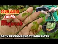 Lagu Daun Ajaib Patah Tulang Boleh Bersambung || Orang Kampung
