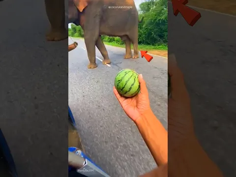 This action of the elephant 😱
