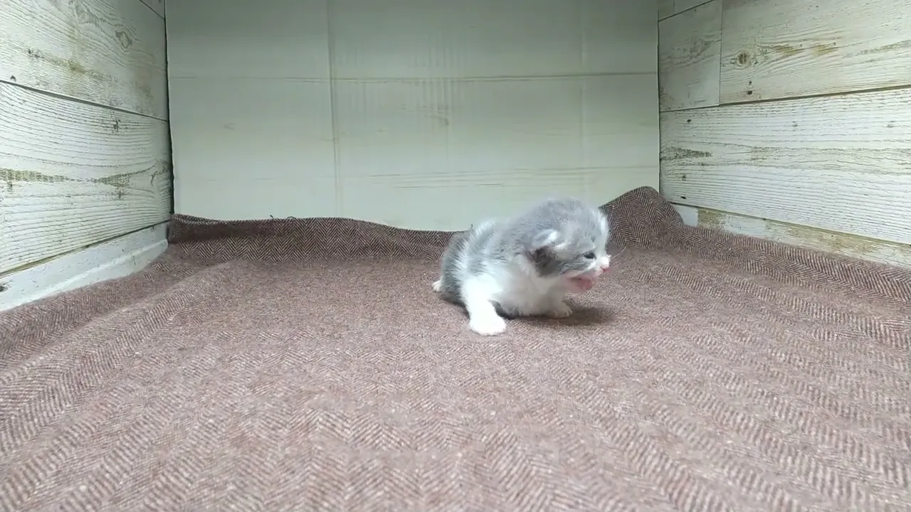 動画