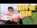 Download Lagu BEST Ajing Lure for Fishing in Singapore