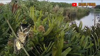 suara pikat kutilang ribut kombinasi andalan jaya channel