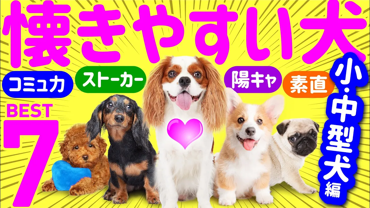 【人に懷きやすい人氣犬種ランキング❤️小型〜中型犬編】專門家や飼い主の聲、歴史的特性まとめ