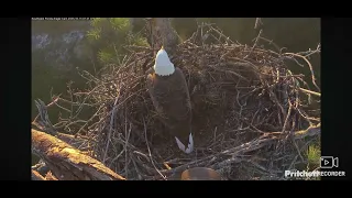 SWFL Bald Eagles 10 15 2025 07 29 