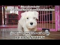 MINI SCHNAUZER PUPPIES FOR SALE GEORGIA LOCAL BREEDERS GWINNETT COUNTY GA