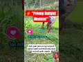 Lagu Alat Potong Rumput Modern Paling Praktis \u0026 Canggih 2025 Bikin Kerja Lebih Cepat! #trending #lifehack