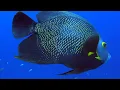 Best of Bonaire Scuba Diving