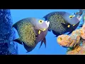 Download Lagu Best of Bonaire Scuba Diving