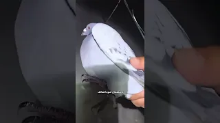 إمساك الحمام الزاجل في الليل 