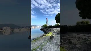 #fypシ #dream #pets #doberman #fyp