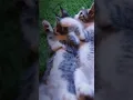 Download Lagu Kucing Lucu #kucing #dj #djviral #djtiktok #djremix #djpemaincinta