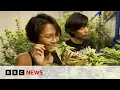 Download Lagu Thailand's 'weed wild west' faces new rules as smuggling to UK rises | BBC News