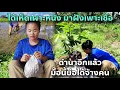 Download Lagu ได้เห็ดเผาะแก่ มาฝังใส่ต้นยางนา ดำนาอีกแล้วพี่น้อง วันนี้ดำเอง
