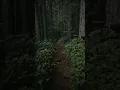 story wa alam hutan lebat