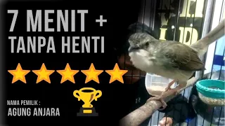 masteran ciblek gunung bren rapat tanpa henti 100 pasti nempel sudah diuji coba sendiri