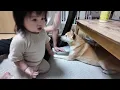 This Shiba Inu and one-year-old trying to follow his dad out was so cute lol