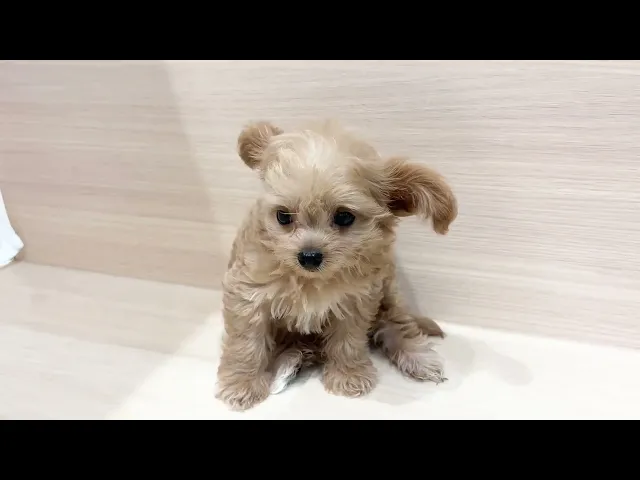 動画