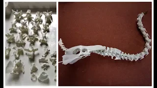 Chicken skeleton articulation - The vertebrae