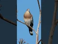 Download Lagu White-winged Dove Calling #shorts