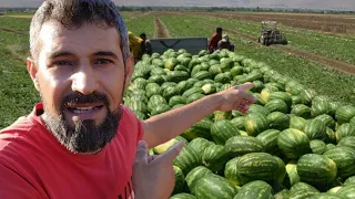 افضل طريقة زراعة البطيخ الأحمر او الدلاع 