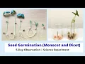 5-Day Observation of Monocot and Dicot Seeds Seed Germination - Science Experiment