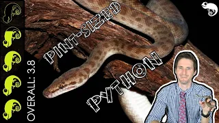 childrens python the best pet snake