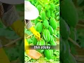 Download Lagu Why Are Papayas Being Cut Down Before Harvest 🤔