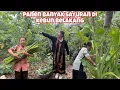 Download Lagu PANEN BANYAK SAYURAN DI KEBUN PERSIAPAN ACARA GEDEN BESOK