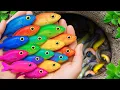 Download Lagu De ongelooflijke vangst van kleurrijke aquariumvissen in een kleine vijver: potloodvissen, paling...