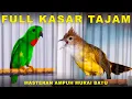 Download Lagu Burung Serindit Nembak Tajam vs Burung Cucak Jenggot