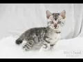 Wild N Sweet Eska - Gorgeous Silver Bengal Girl