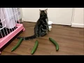 Download Lagu Benarkah Kucing Takut Melihat Mentimun? Coba pada Kucing Peliharaanmu | Intermeso Elvici