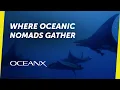 Why do so many devil rays come to this one spot in the ocean