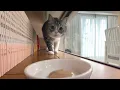 Download Lagu どこにおやつを隠しても必ず見つけて食べに来る猫たちが可愛すぎましたwww