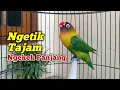 Download Lagu Suara Lovebird Ngetik Tajam Di Lanjut Ngekek Panjang, SUPER JITU Merangsang Labet apapun Ikut Bunyi