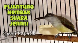 Download Masteran Burung Pijantung Pisang Gacor Suara Jernih Tembakan Rapat Paling Dicari | Kicau Tembak MP3