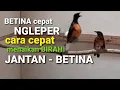Download Lagu SPONTAN BIRAHI murai Betina dan Jantan dalam hitungan detik - ampuh pancingan murai cepat birahi