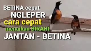 Download SPONTAN BIRAHI murai Betina dan Jantan dalam hitungan detik - ampuh pancingan murai cepat birahi MP3