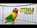 Download Lagu Lovebird NGEKEK PANJANG SUPER GACOR Memancing EMOSI, Lovebird Semula DIAM Langsung BUNYI BERSAUTAN