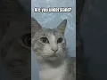 Download Lagu Ngomong opo sih om? #funny  #funnycats #catlover #bestfriend