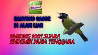 samyong gacor dialam liar sijenius samyong 1001 suara