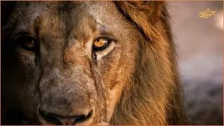 الأسد الذي لم يرحم حتى صغاره   المرعب سيكيكاما دندنها