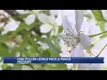High tree pollen levels pack a punch on allergy sufferers
