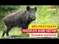 Download Lagu SUARA INDUKAN CELENG PALING AMPUH PANGGIL PEJANTAN