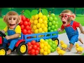 Download Lagu Monyet CaCa mengendarai traktor membawa anggur warna-warni bersama adik monyet yang super keren.