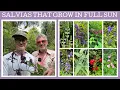 Lagu 16 brilliant Salvias that grow in full sun!