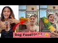 Download Lagu Not the Husband Packing DOG FOOD for Lunch!” 😭 Wife’s Lunch or Dog’s Dinner?” 🤯🐕