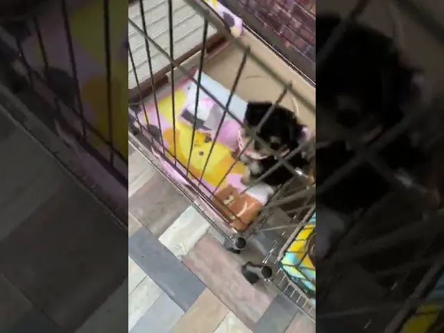 動画