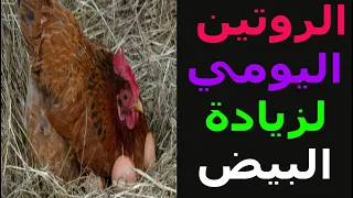 زيادة البيض الروتين اليومي اللي خلي الفراخ البلدي البياضة تبيض كل يوم كل خبرتنا في زيادة انتاج البيض 